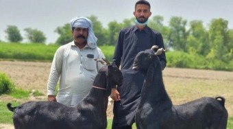 Nachi%3A%20conhe%C3%A7a%20as%20cabras%20dan%C3%A7arinas