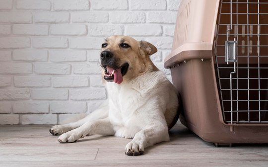 Pet com deficiência pode viajar de avião? Veja fatos e fakes