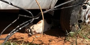 Policial é suspeito de envenenar cachorros em delegacia