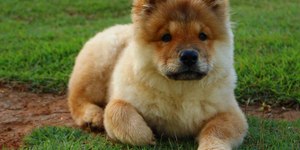 Cachorro Chow-chow é agressivo e perigoso? Especialistas explicam