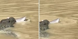 Crocodilo morde tubarão-touro em raro registro; assista