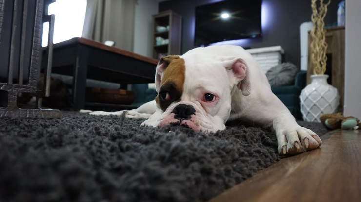 O que fazer ao encontrar um saruê em casa?