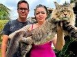Gato brasileiro pode entrar para o Guinness Book como o maior do mundo