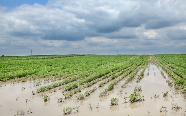 Agro deve liderar pedidos de recuperação judicial