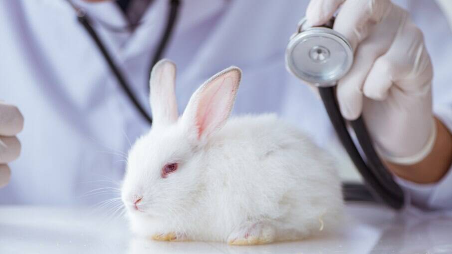 Os coelhos não estão imunes às doenças, mas não existem vacinas comercializadas no Brasil