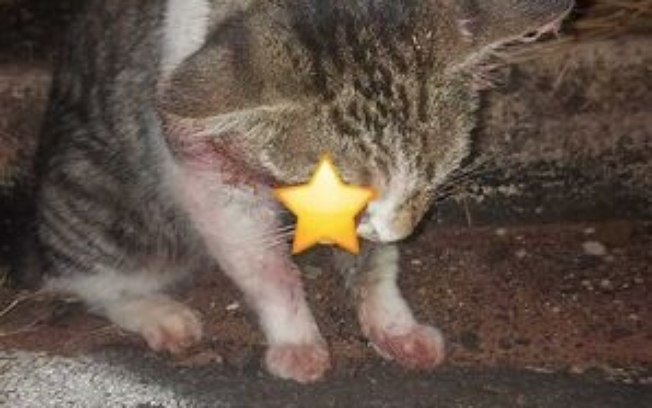 Homenagem da Funerais Pet ao gato Anjinho Homenagem da Funerais Pet ao gato Anjinho