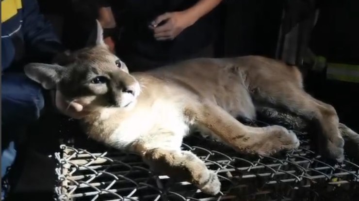 Onça-parda é encontrada em lava-rápido no centro de Vinhedo