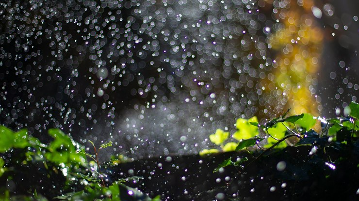 Chuva tem cheiro? Entenda o fenômeno do petricor