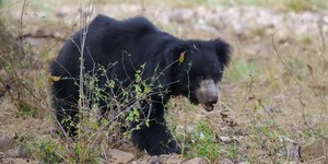 Ataque de urso-beiçudo mata três irmãos em vila da Índia