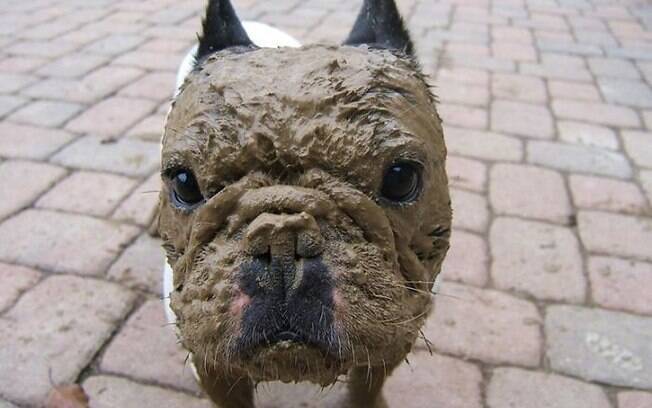 Lindas fotos de cachorros que estão se divertindo demais na lama!