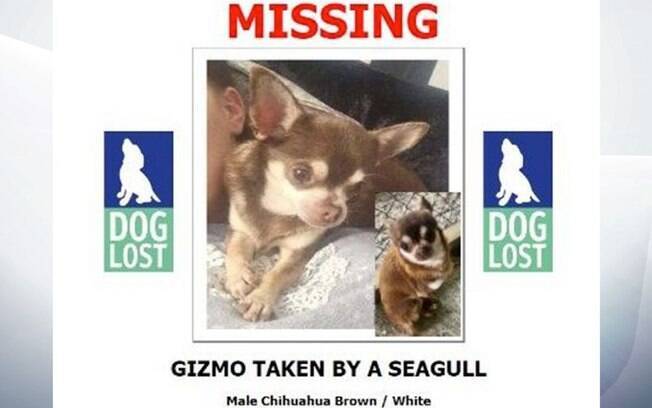 Gizmo, o Chihuahua desaparecido