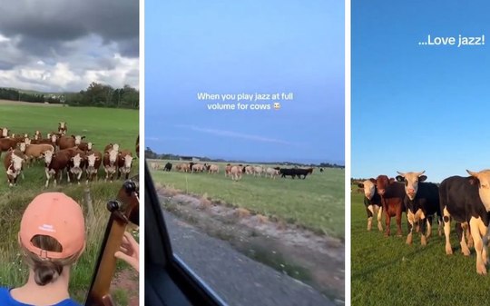 Encantador de vacas? Vídeo mostra animais hipnotizados com jazz