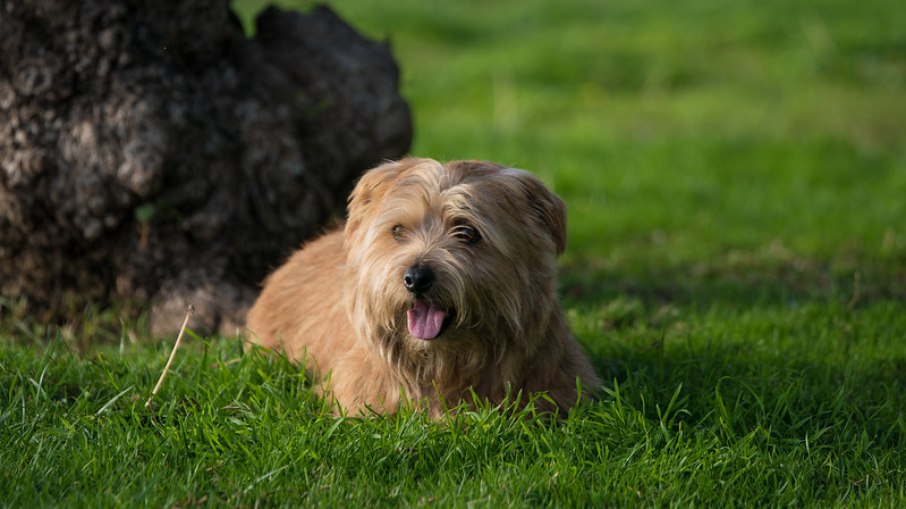 O Norfolk Terrier se adapta bem a casas e apartamentos