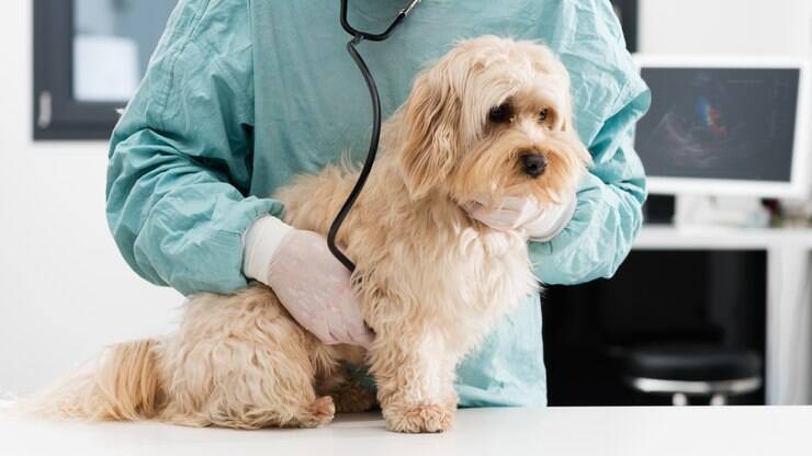 Hospital para pets gratuito Clearance
