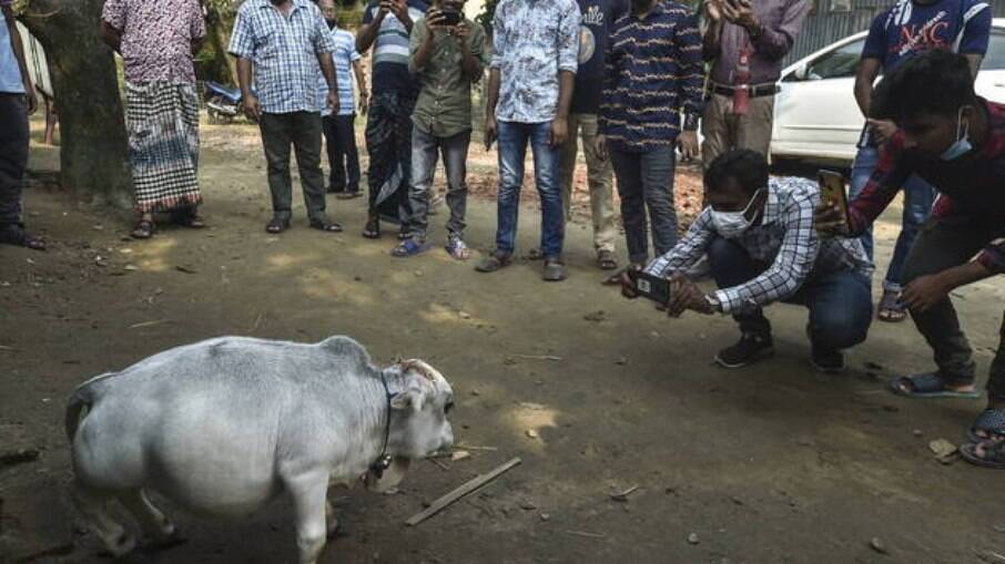 Rani, a vaca anã de 23 meses tem gerado aglomerações em Bangladesh