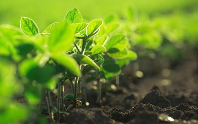 Bayer apresenta seu portfólio completo de soluções para agricultura na Show Rural Coopavel Digital