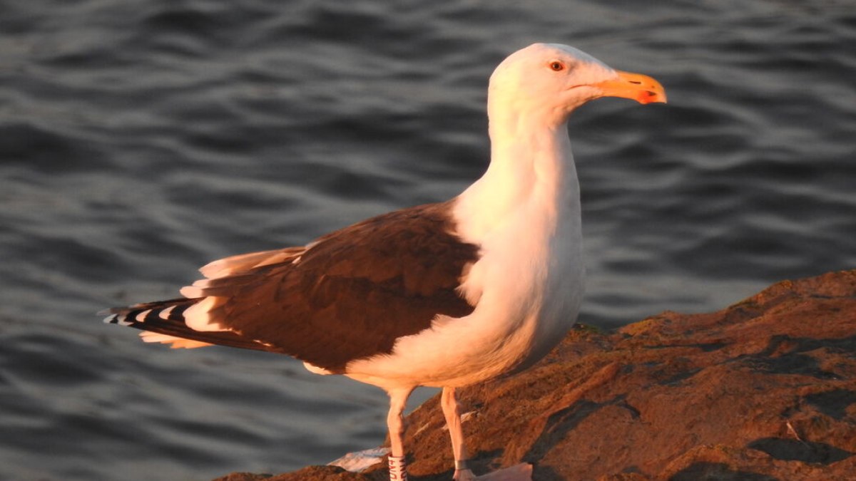 Gaivoda de Dorso preto na Ilha de Looe, na Cornualha Gaivoda de Dorso preto na Ilha de Looe, na Cornualha