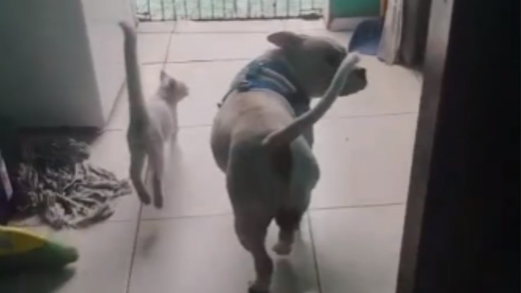 Gata%20e%20cachorro%20ficam%20animados%20ao%20ouvir%20convite%20para%20ir%20%C3%A0%20praia