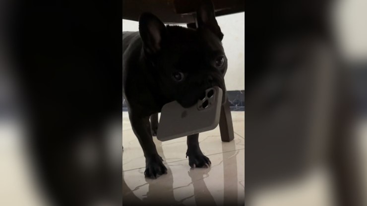 Bulldog "trombadinha" rouba celular e devolve após ganhar chuchu