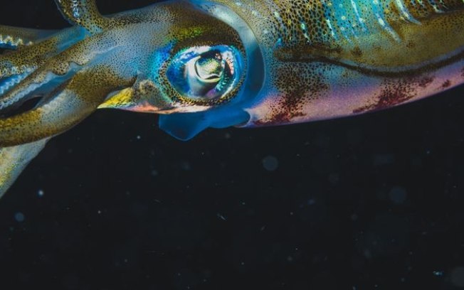 Conheça as criaturas que vivem na zona crepuscular do oceano