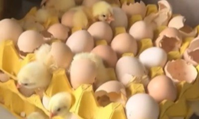 Mulher compra ovos e é surpreendida com pintinhos vivos