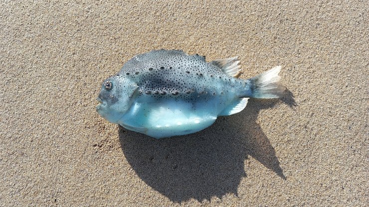 Peixe%20consegue%20grudar%20em%20rochas%20e%20ferro%20como%20um%20%C3%ADm%C3%A3