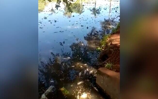 Peixes mortos em lagoa intrigam moradores de Hortolândia