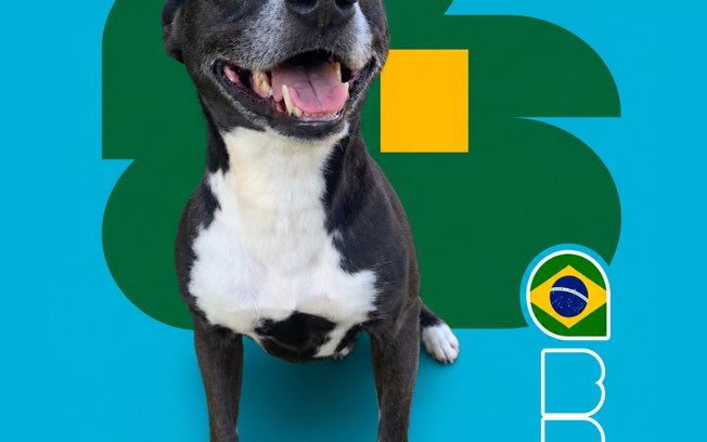 <div>"Cãovocação" coloca pets de canil na disputa por um lar</div> 1re81w968xxuwxxyy6dbe6oe5