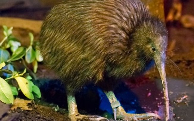 Aves Kiwi nascem na Nova Zelândia após mais de 150 anos