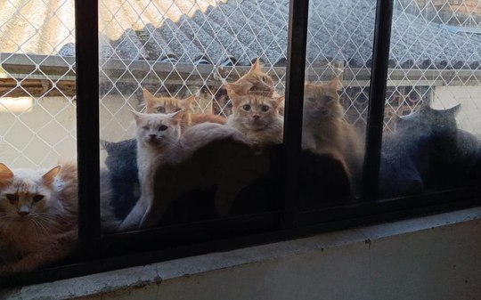 220 gatos retirados de apartamento em SC ainda aguardam adoção