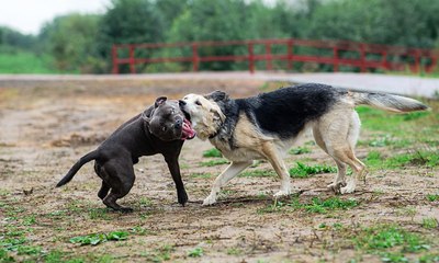 Tamanho ou força? Entenda como funciona a dominância entre cães
