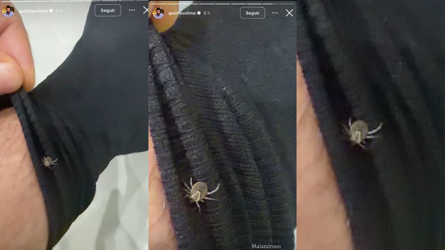 Gusttavo Lima mostra carrapato em sua meia