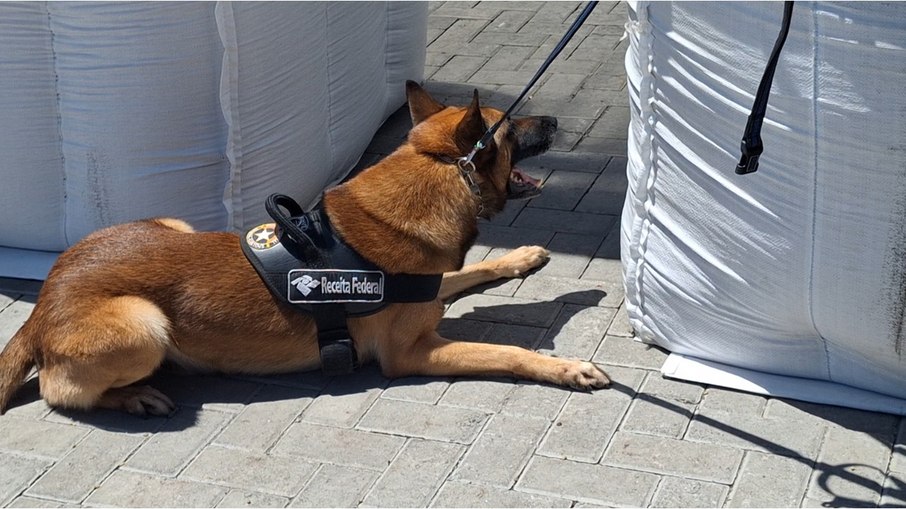 Cães de faro da Alfândega são usados para detectar a droga