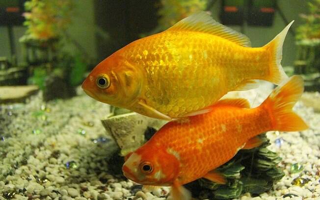 O peixinho dourado é um dos peixes de água doce mais presentes em aquários 