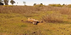 Goiás: 80 cabeças de gado morrem por fome e sede em fazenda