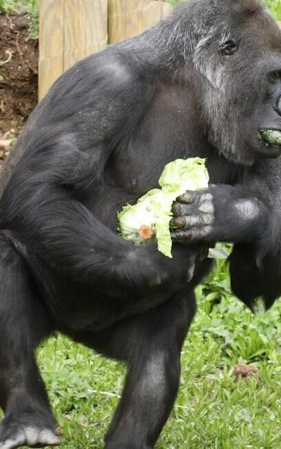 O gorila estava segurando uma pilha de legumes nos braços