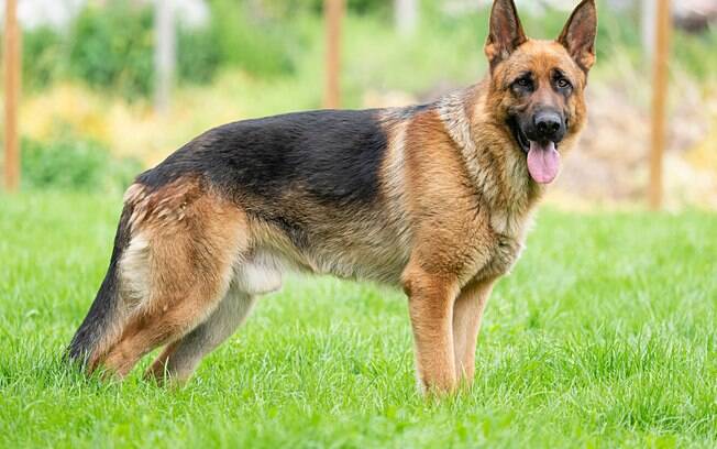O pastor alemão faz parte das raças de cachorro que soltam mais pelo