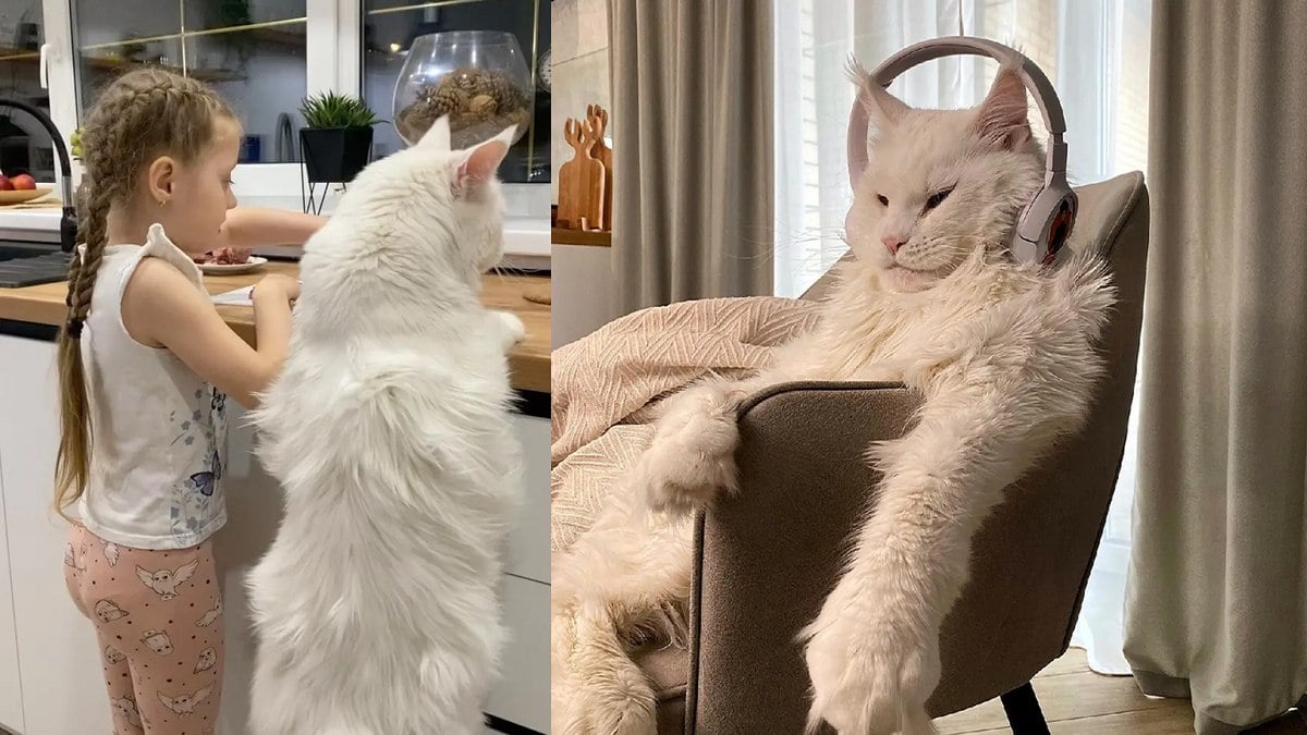 Gato gigante de quase 12 kg faz sucesso nas redes sociais 