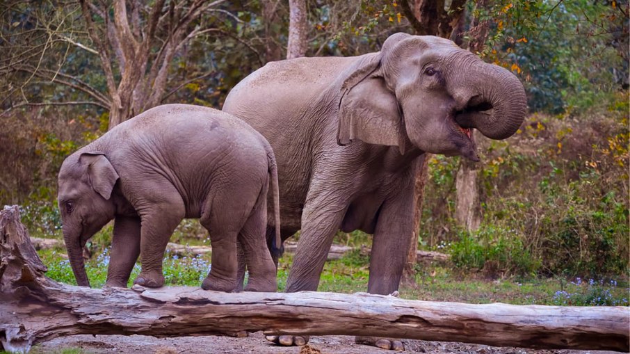 Elefante-asiático Elefante-asiático
