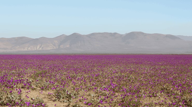 Deserto%20fica%20coberto%20de%20flores%20ap%C3%B3s%20chuvas%20
