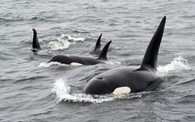 Orcas atacam tubarão-branco para comer seu fígado