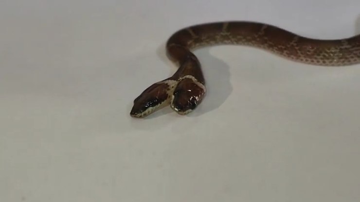 Rara%20cobra%20de%20duas%20cabe%C3%A7as%20%C3%A9%20resgatada%20na%20%C3%8Dndia