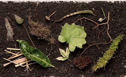 Califórnia legaliza funeral com "compostagem humana"