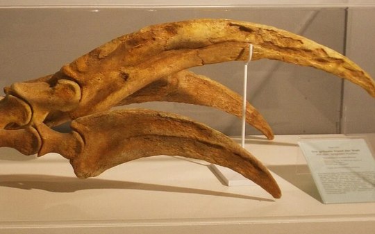 "Frankenstein dos dinossauros" tinha as maiores garras do mundo