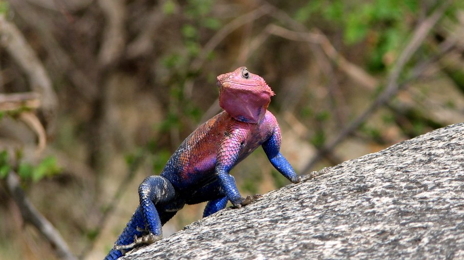 Conheça o agama-de-Mwanza, apelidado de lagarto Homem-Aranha