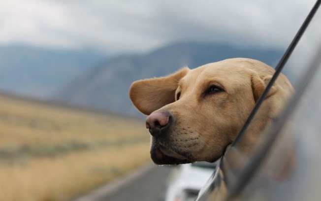 Uber Pet chega ao Brasil para transporte de cães e gatos