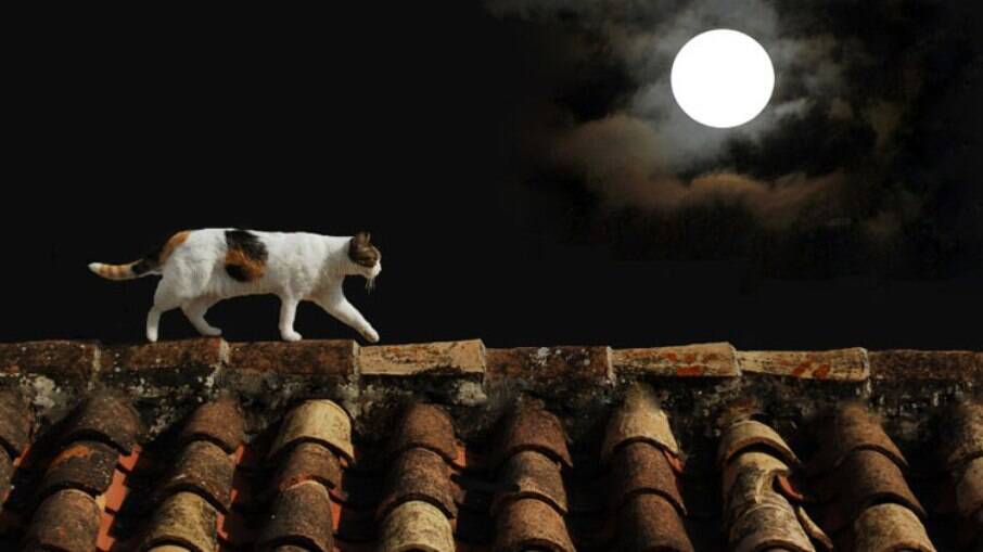 Os animais aproveitam a maior visibilidade das noites de Lua cheia