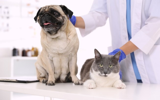 Cachorro e gato ficam resfriados? Saiba como cuidar do seu pet