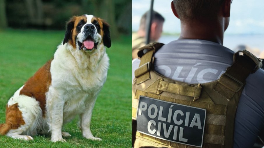 São Bernardo foi morto a tiros por ex-marido da tutora; Polícia Civil prendeu o suspeito São Bernardo foi morto a tiros por ex-marido da tutora; Polícia Civil prendeu o suspeito