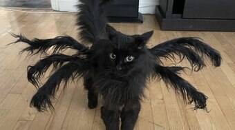 Dona transforma seu gatinho com fantasias de terror